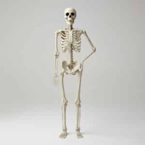 Squelette articulé pour la décoration d'Halloween sur fond gris