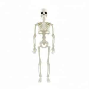 squelette humain pour la décoration d'Halloween sur fond blanc